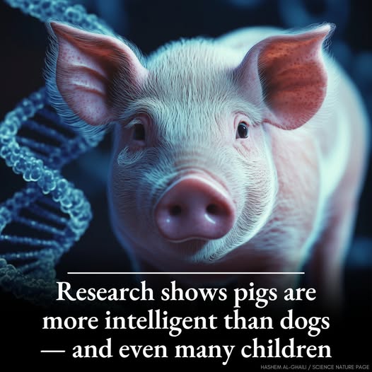 pigs