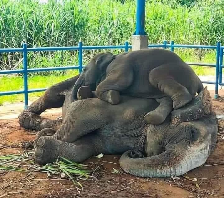 elephants baby