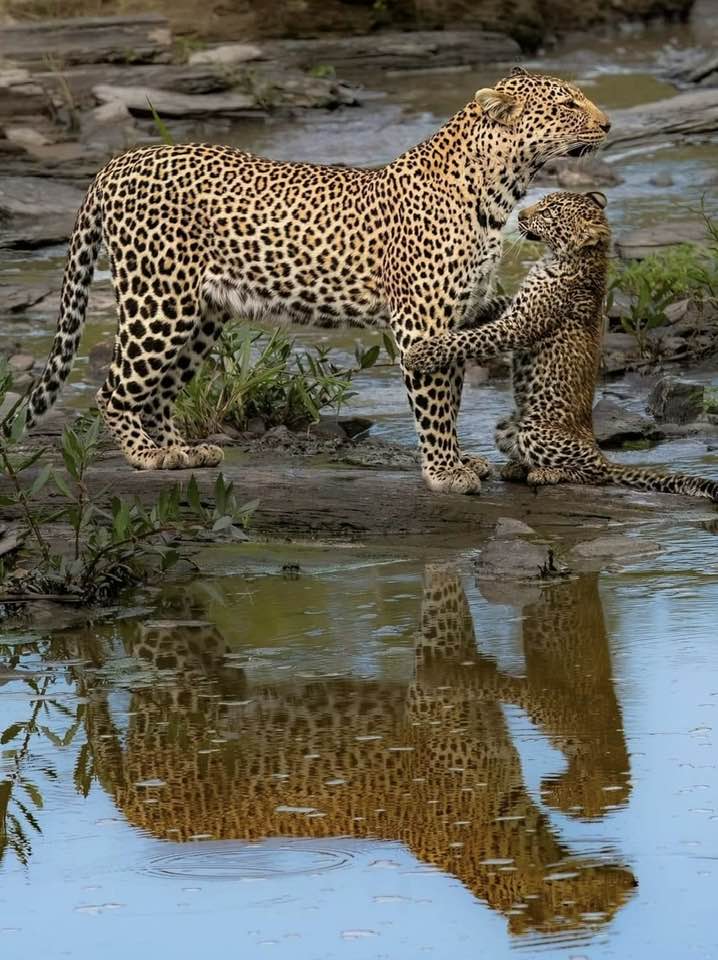 leoprd&Cub